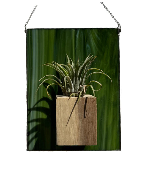 Air Plant and Stained Glass Holder