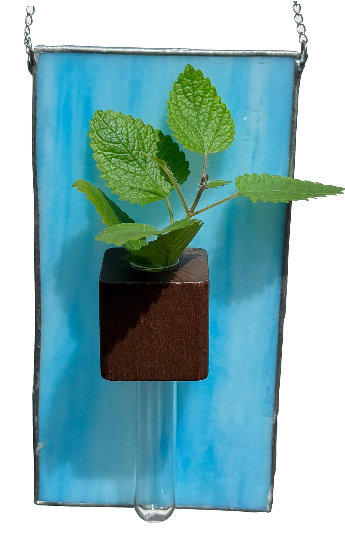 Hydroponic Plant Holder