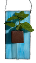 Hydroponic Plant Holder