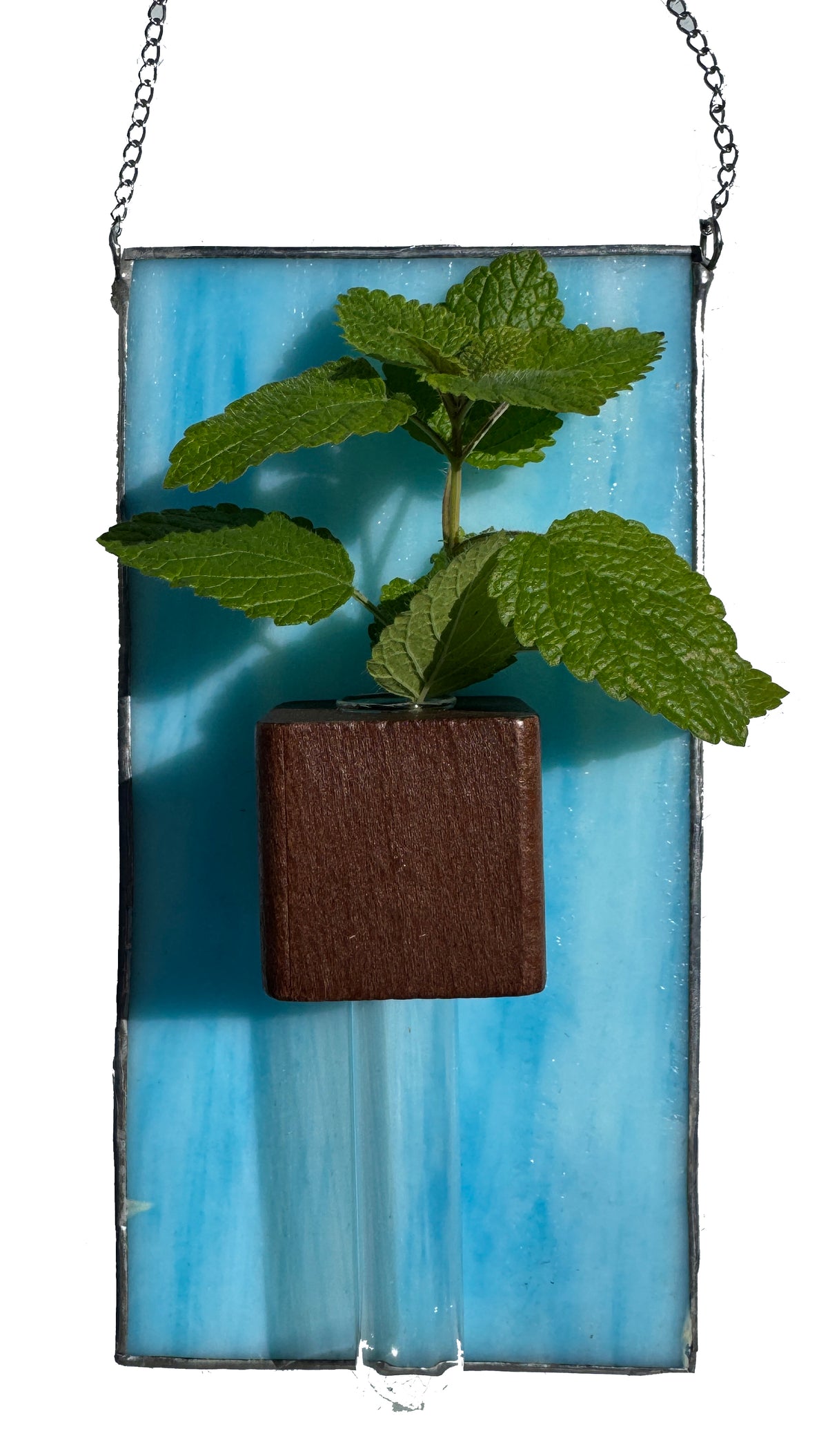 Hydroponic Plant Holder